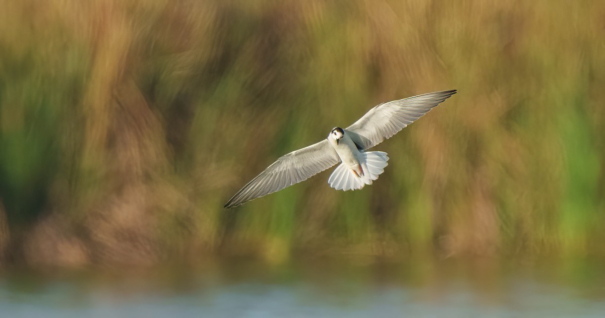 White-winged Tern - Rui Pereira | Portugal Birding