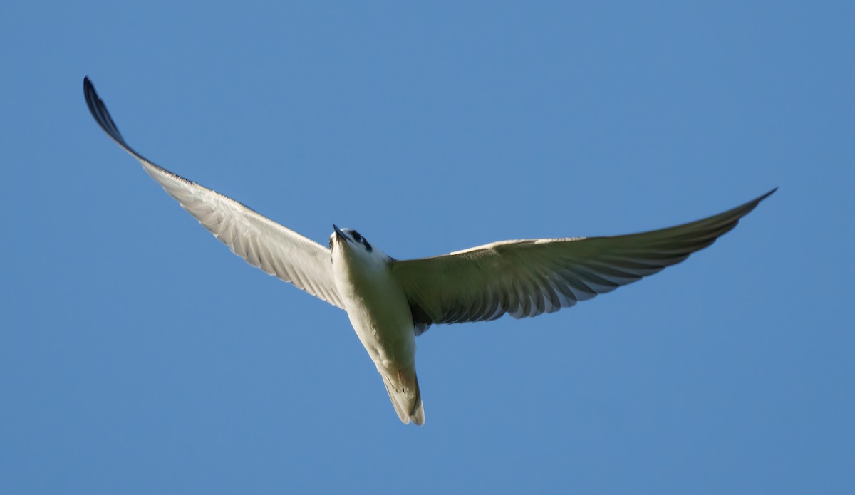 White-winged Tern - Rui Pereira | Portugal Birding