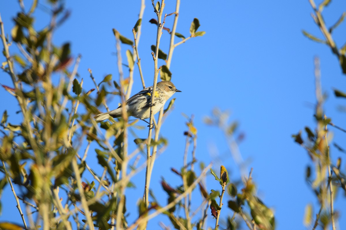 Yellow-rumped Warbler - ML49532571