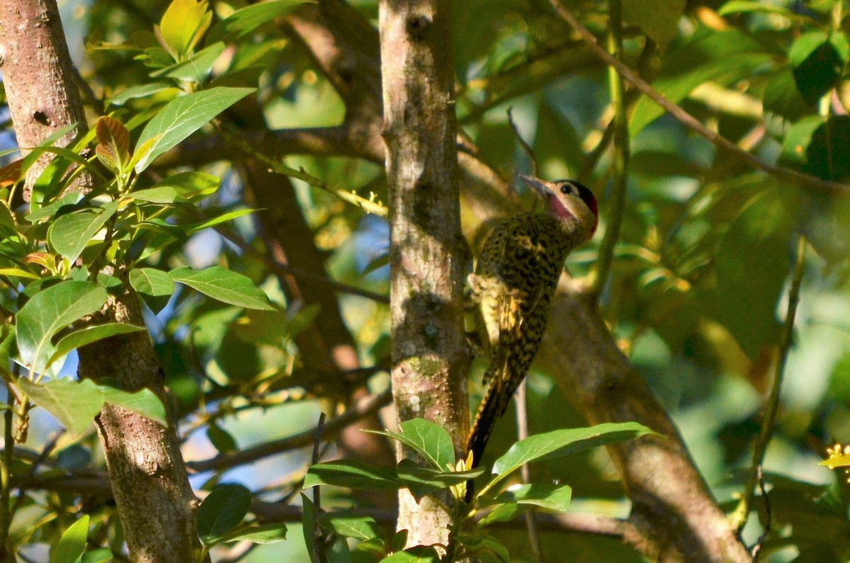 Green-barred Woodpecker - ML495325711