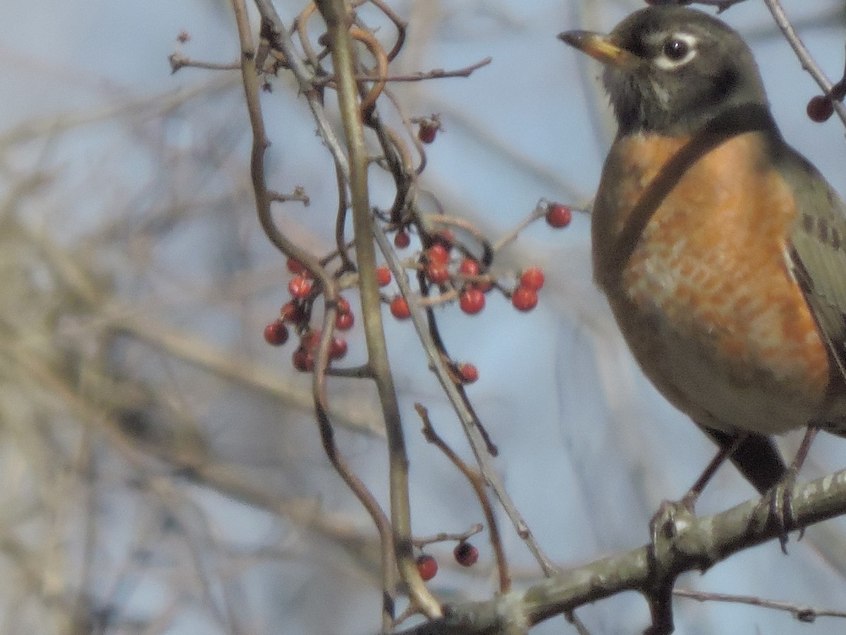 American Robin - ML49532611