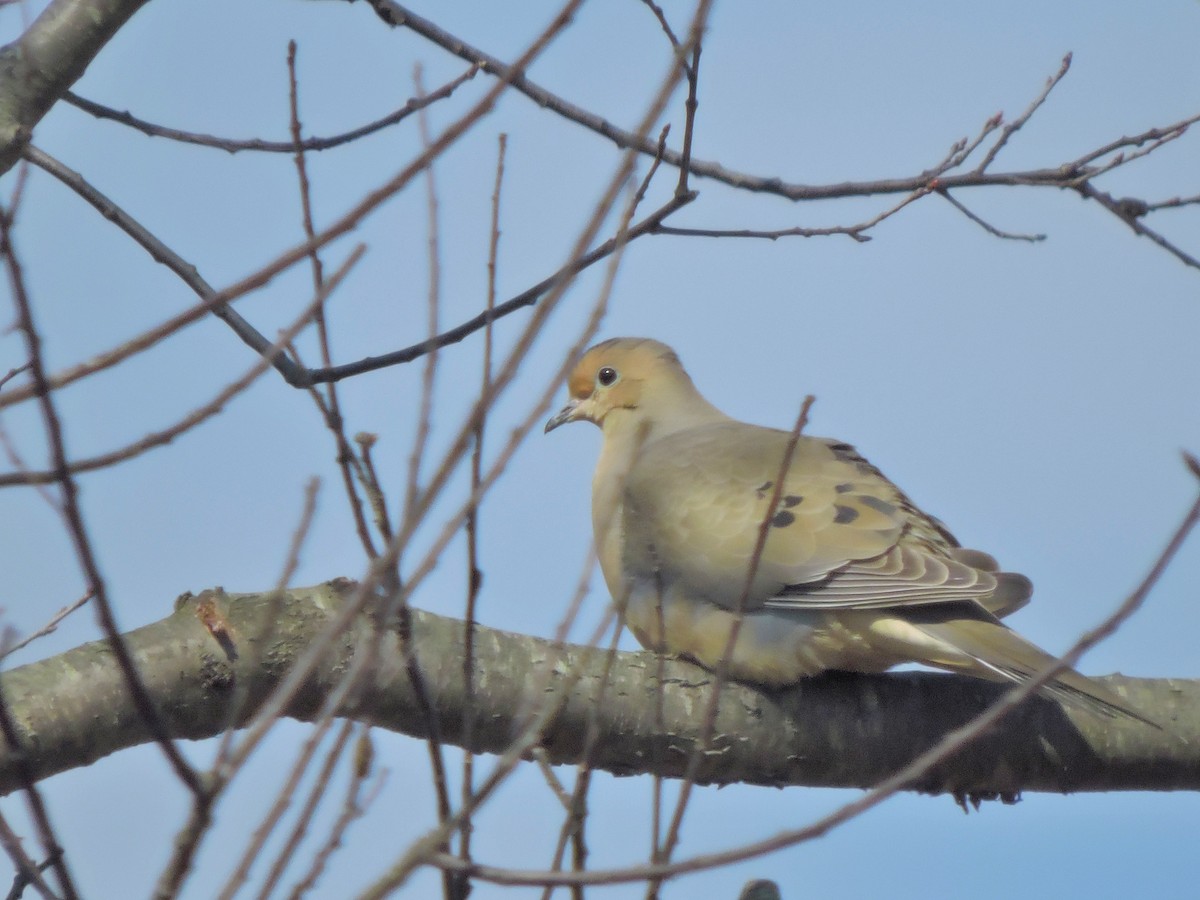 Mourning Dove - ML49532621