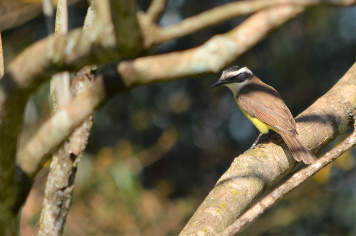 Great Kiskadee - silvia sokolovsky