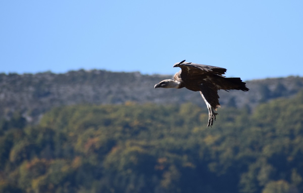 Eurasian Griffon - Dominique Blanc