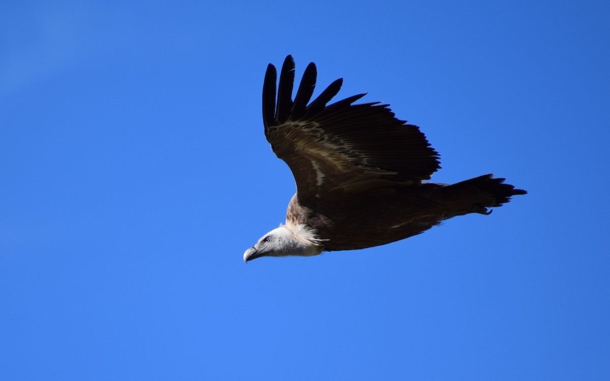 Eurasian Griffon - Dominique Blanc