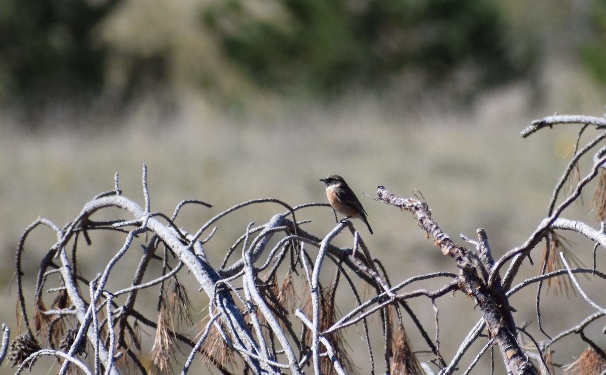 European Stonechat - Dominique Blanc