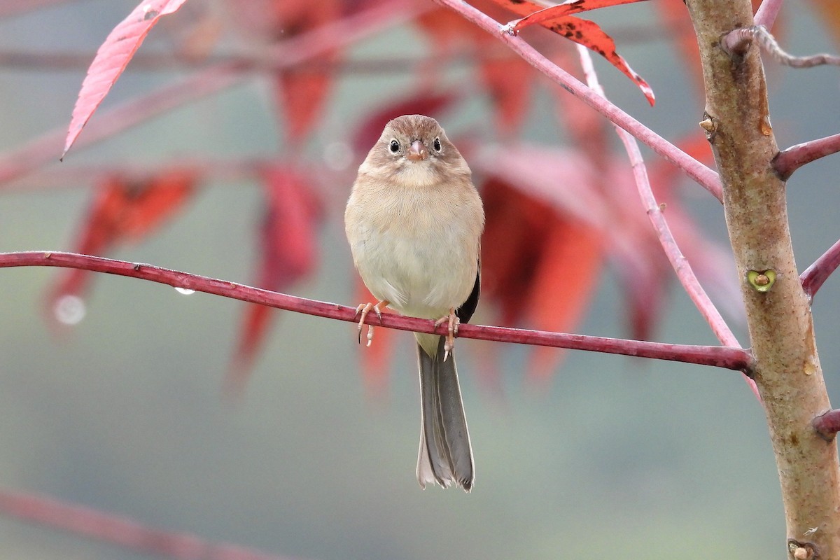 Field Sparrow - S. K.  Jones