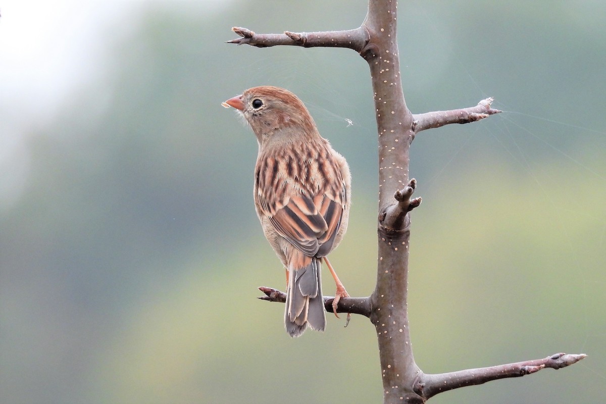 Field Sparrow - S. K.  Jones