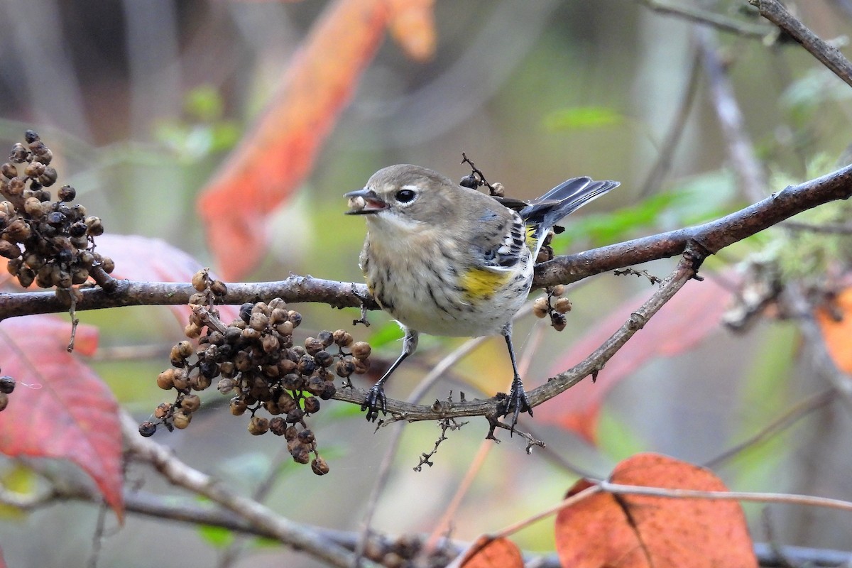 Yellow-rumped Warbler - ML495328151