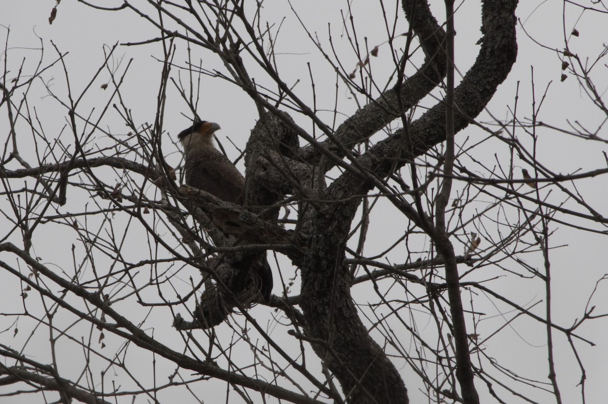 Crested Caracara - ML495328691