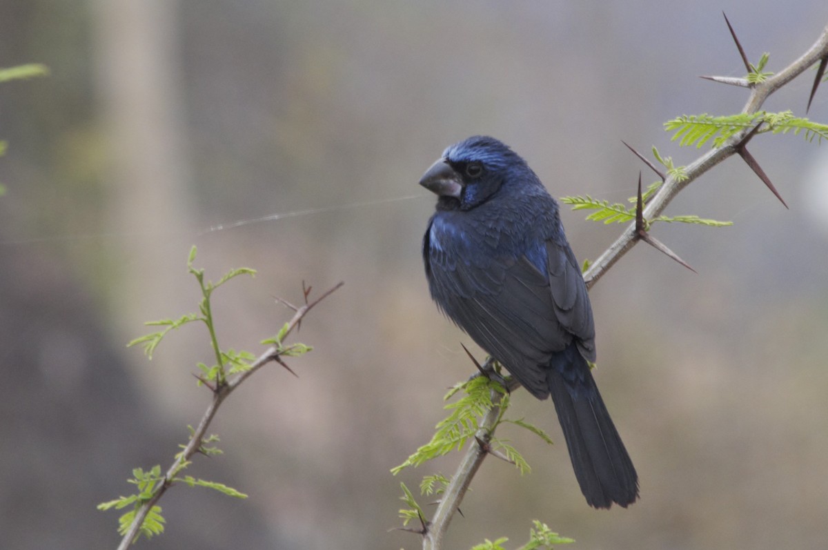 Ultramarine Grosbeak - ML495328821