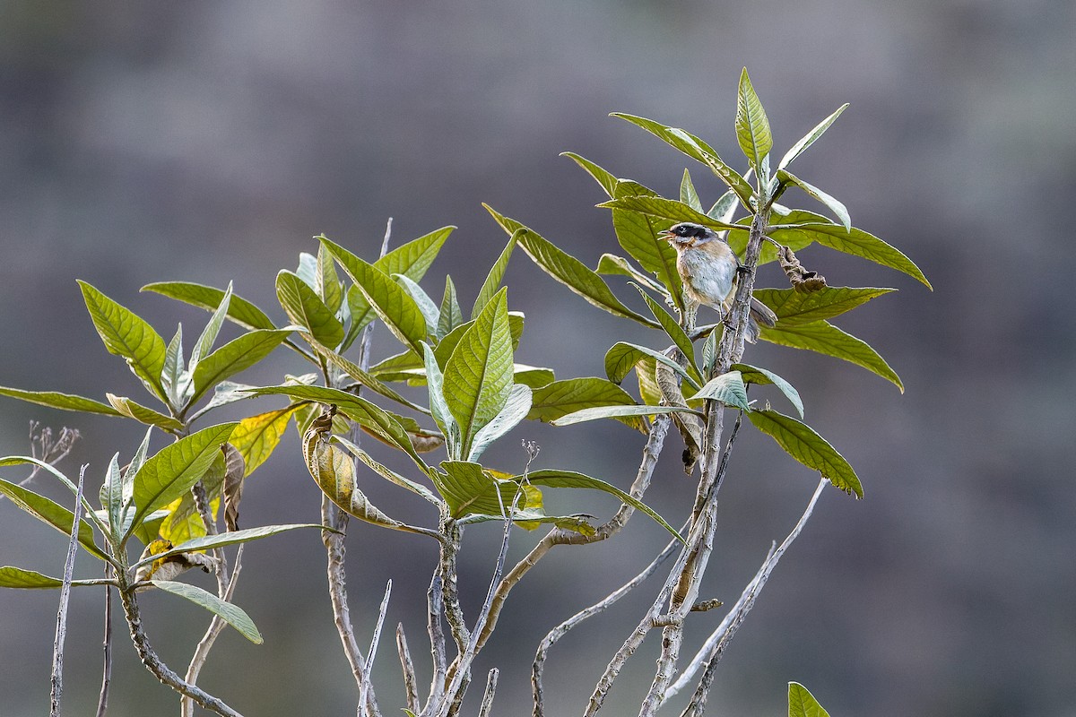 Plain-tailed Warbling Finch - Yves Gisseleire