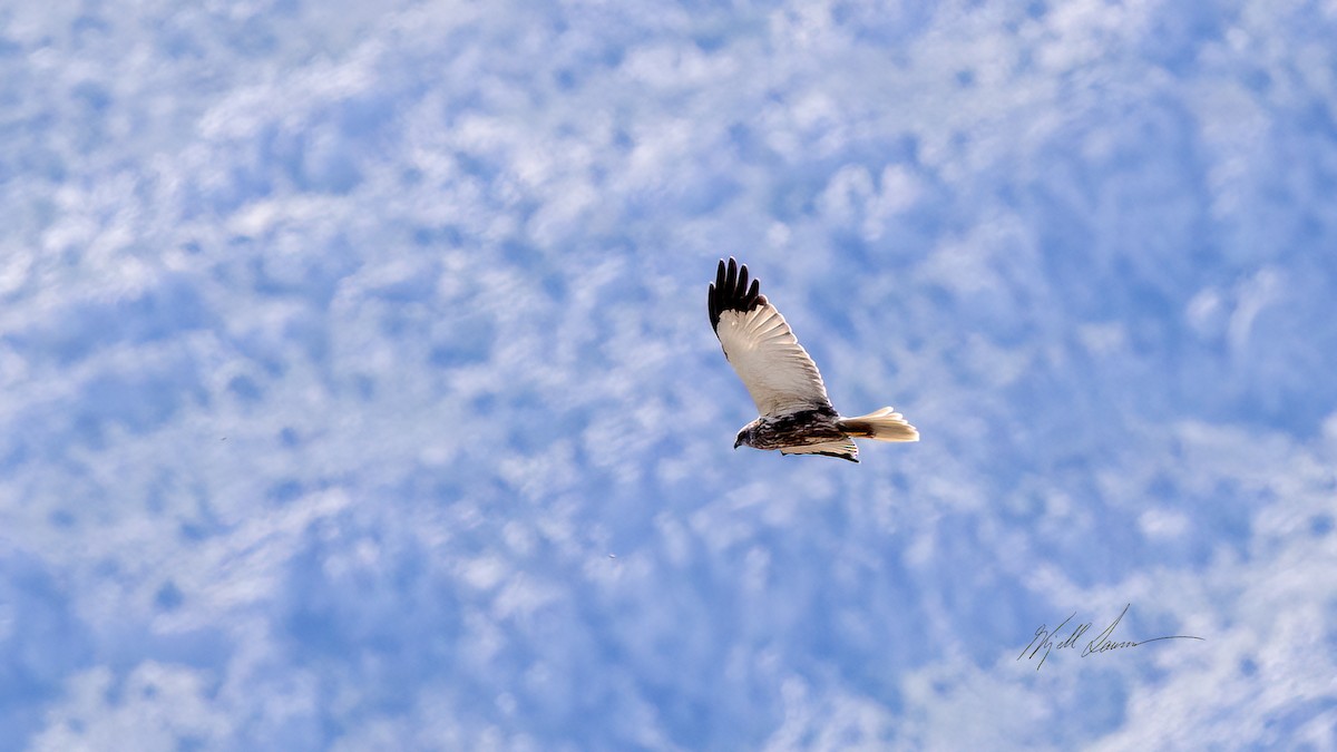 Western Marsh Harrier - Kjell Larsen