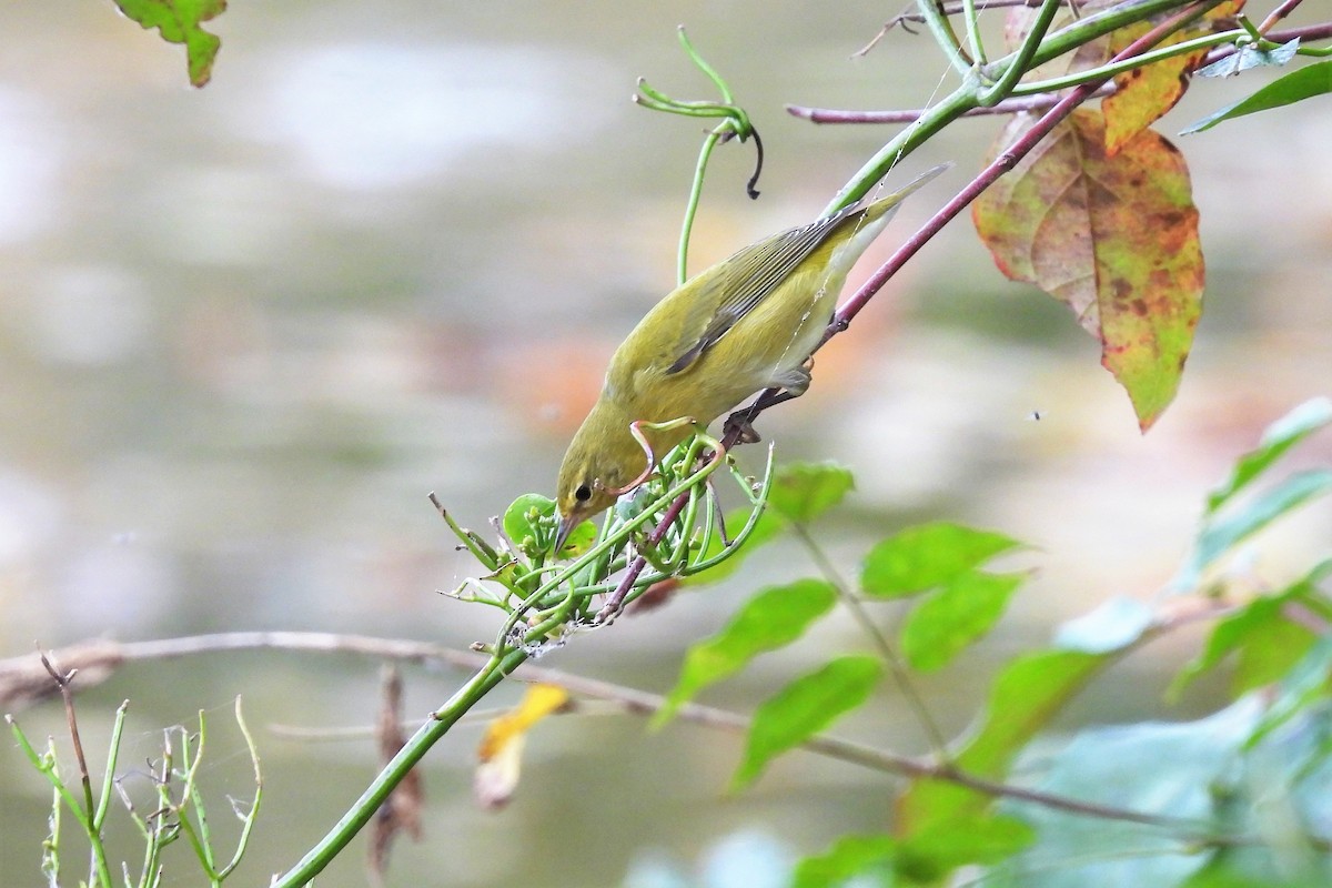 Tennessee Warbler - ML495329521