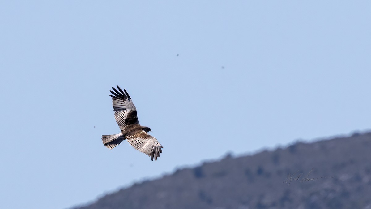 Western Marsh Harrier - ML495329591