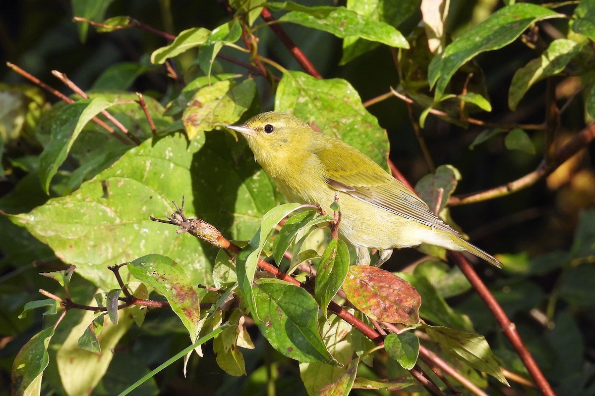 Tennessee Warbler - S. K.  Jones