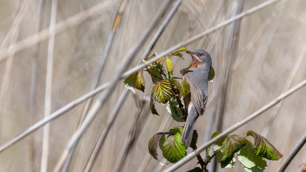 Western Subalpine Warbler - ML495329771