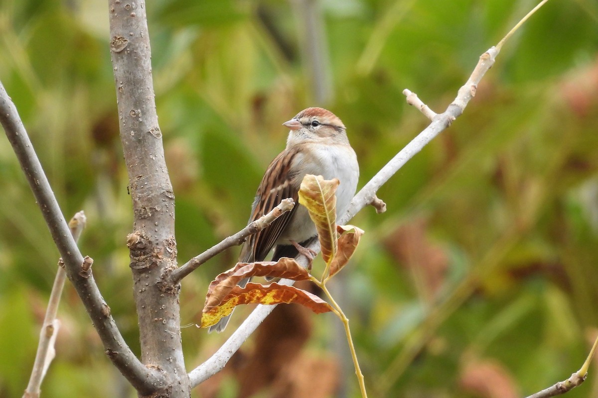 Chipping Sparrow - ML495330101