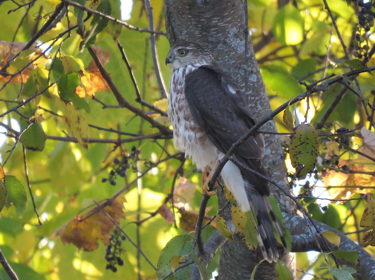 Sharp-shinned Hawk - Thomas Schultz