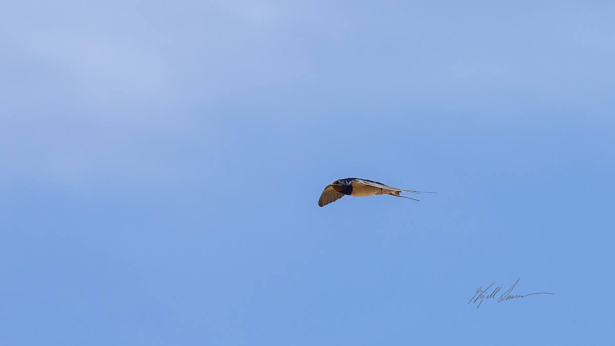 Barn Swallow - ML495330401