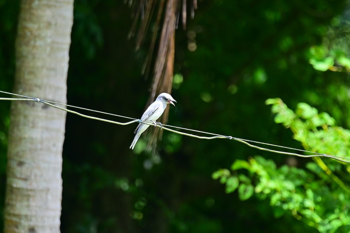 Large Cuckooshrike - ML495330671