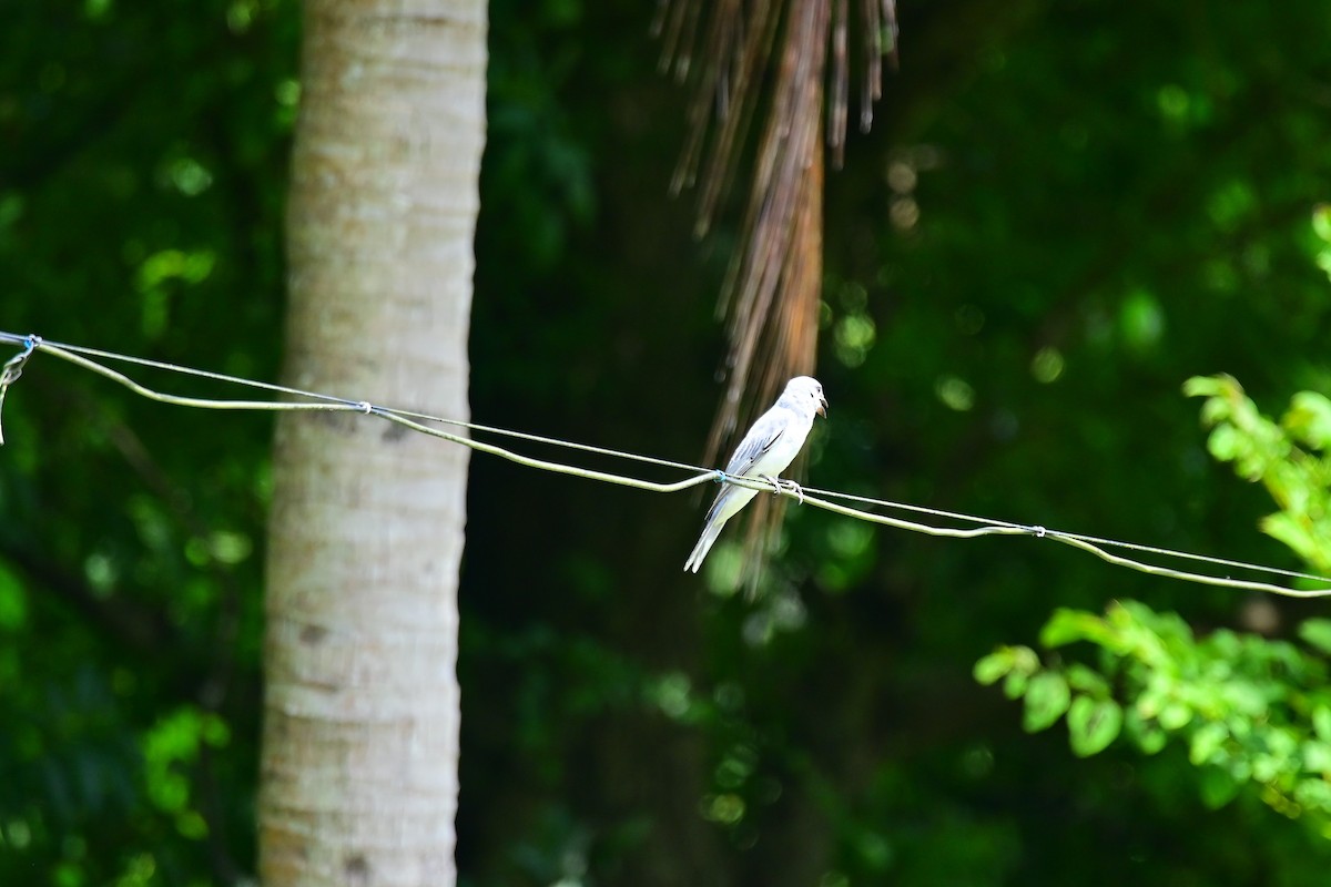 Large Cuckooshrike - ML495330701