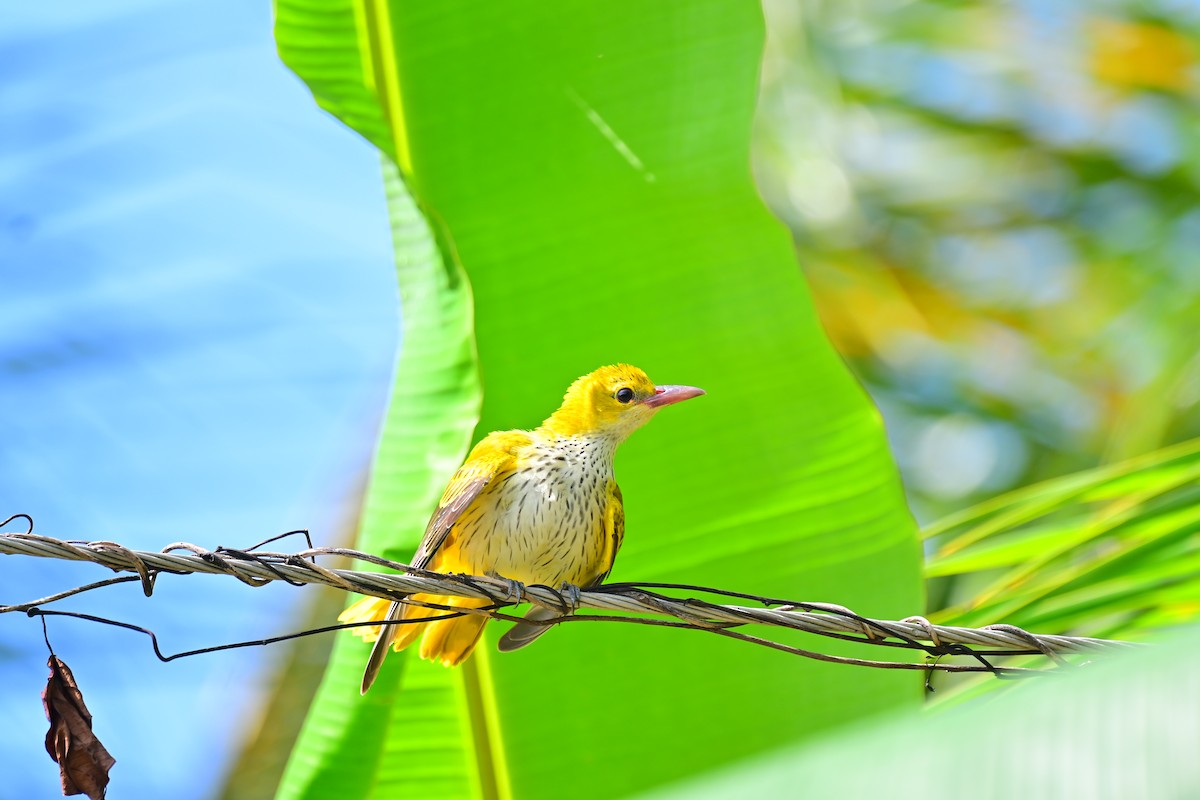 Black-naped Oriole - ML495330811