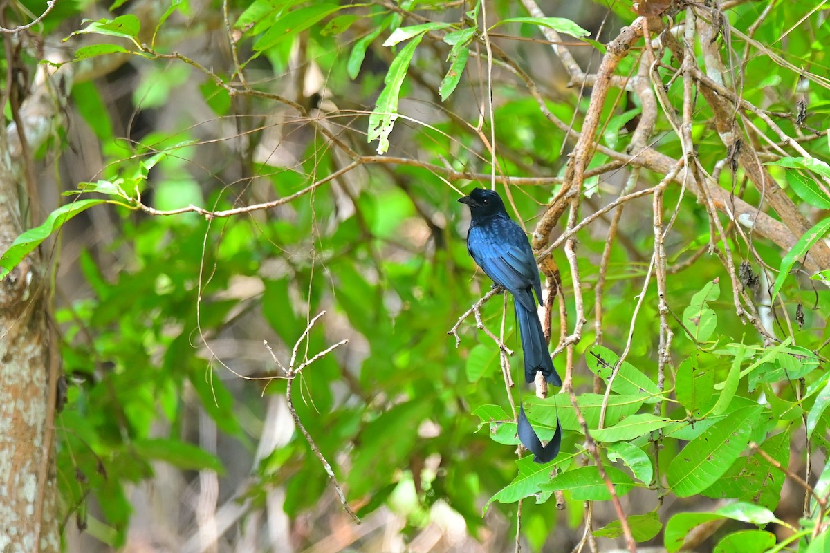 Greater Racket-tailed Drongo - ML495331011