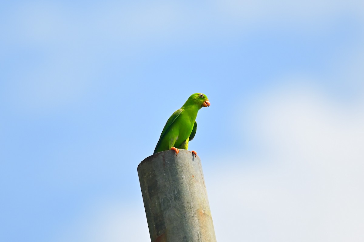 Vernal Hanging-Parrot - ML495331131