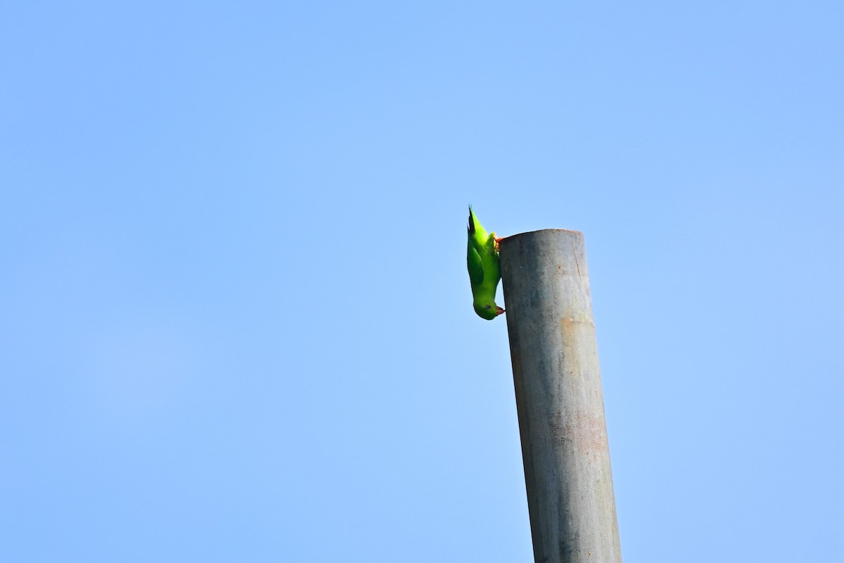 Vernal Hanging-Parrot - ML495331151