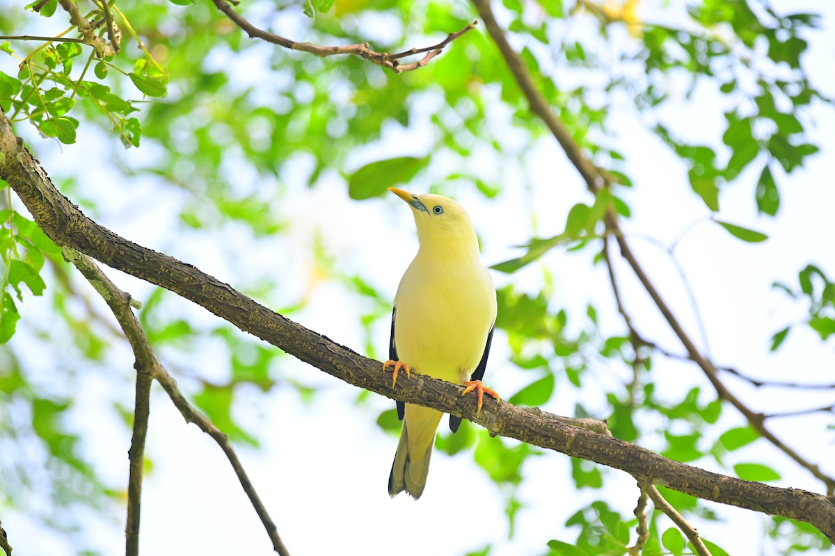 White-headed Starling - ML495331531