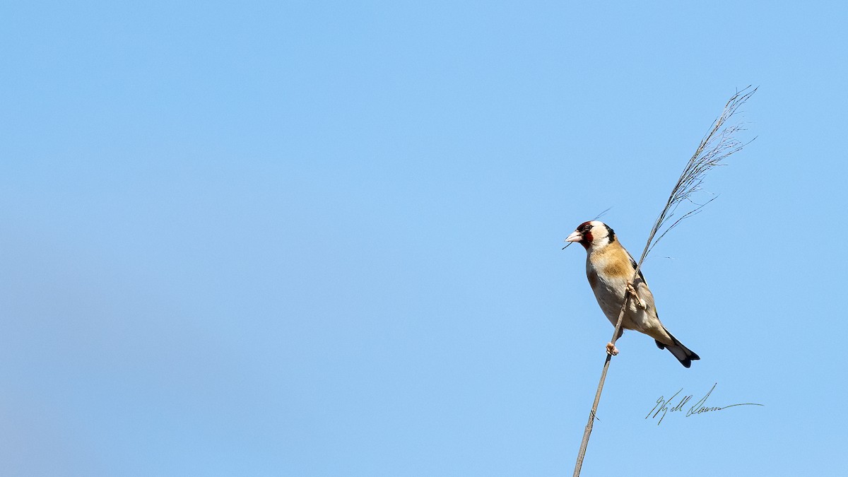 European Goldfinch - ML495331571