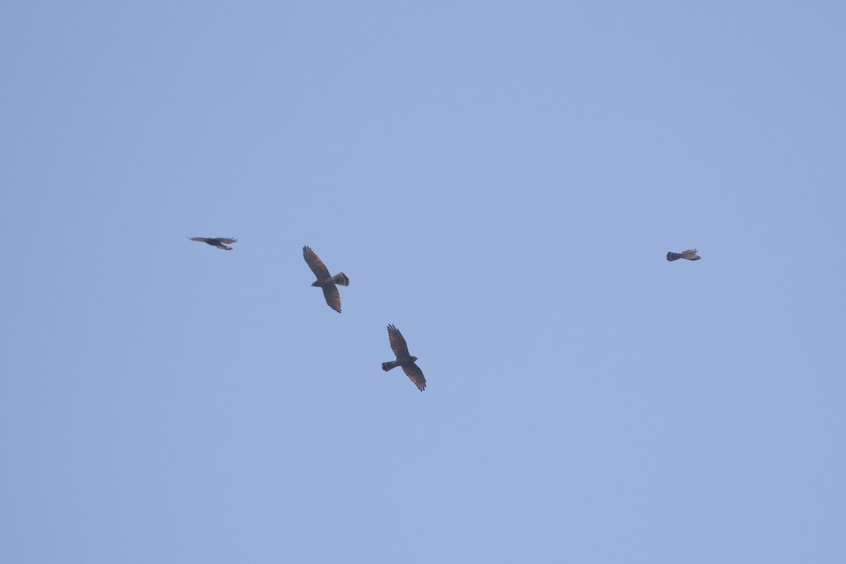 Gray-faced Buzzard - ML495335761