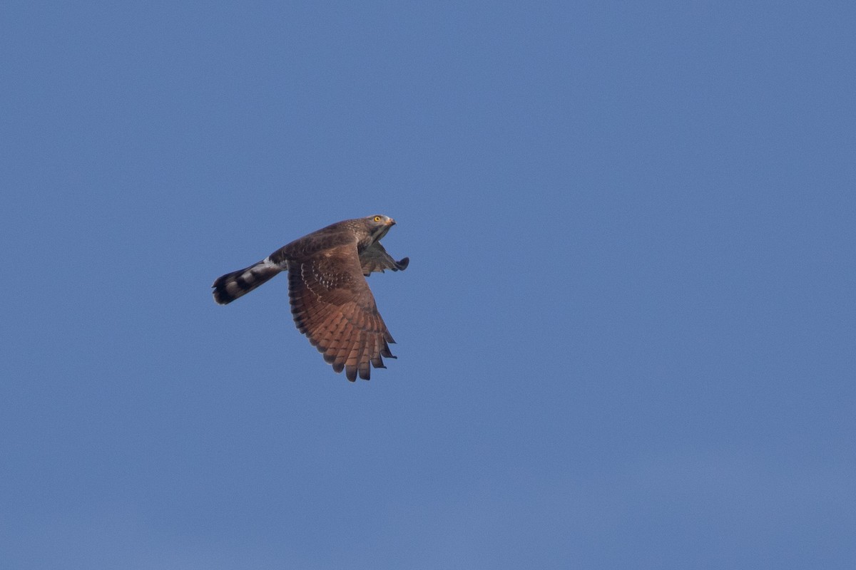 Gray-faced Buzzard - ML495335911