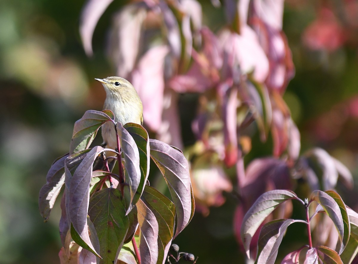 Common Chiffchaff - ML495339751