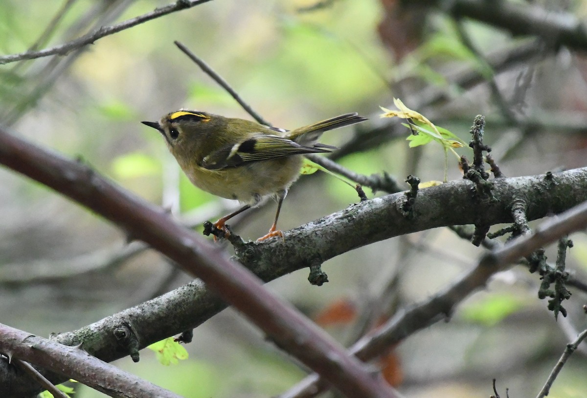 Goldcrest - ML495339831