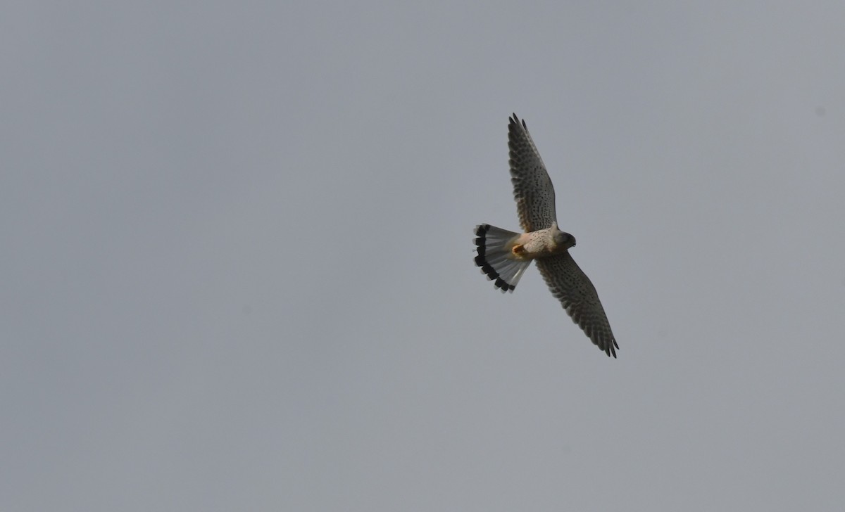 Eurasian Kestrel - ML495339851