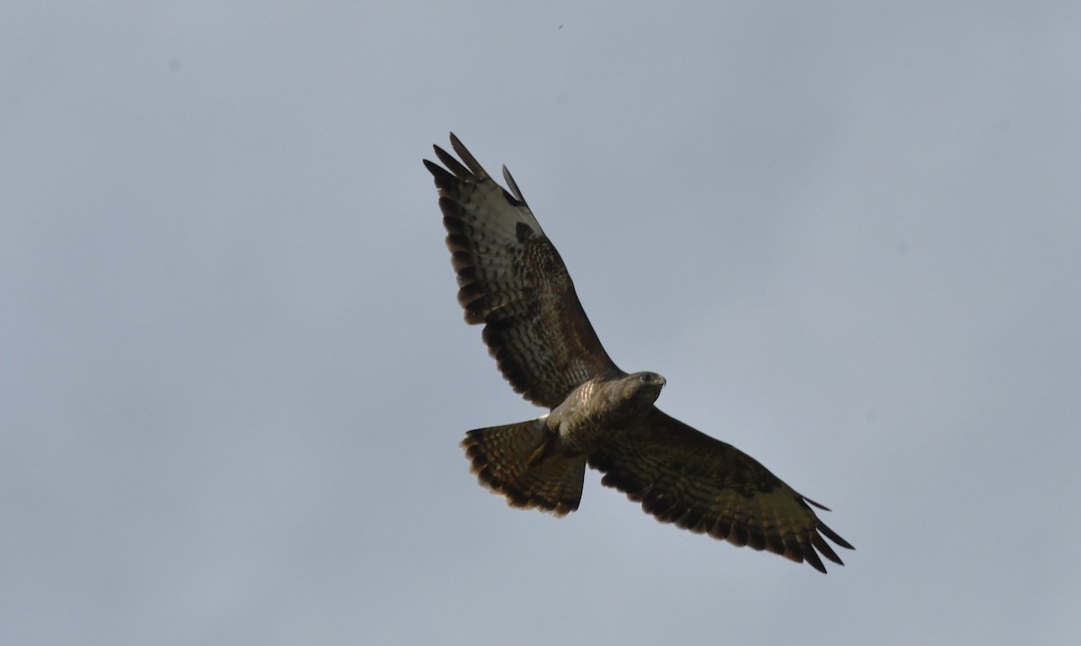 Common Buzzard - ML495339911