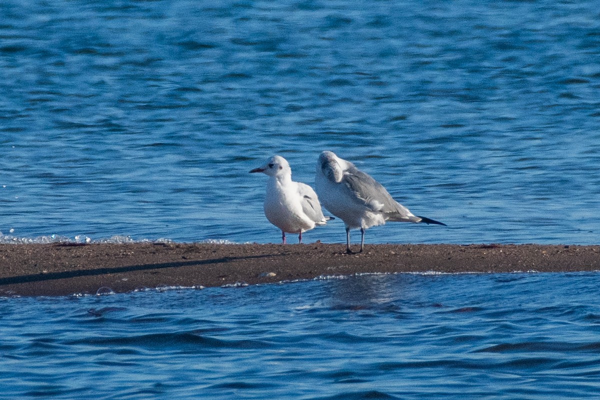 Black-headed Gull - Cody Limber