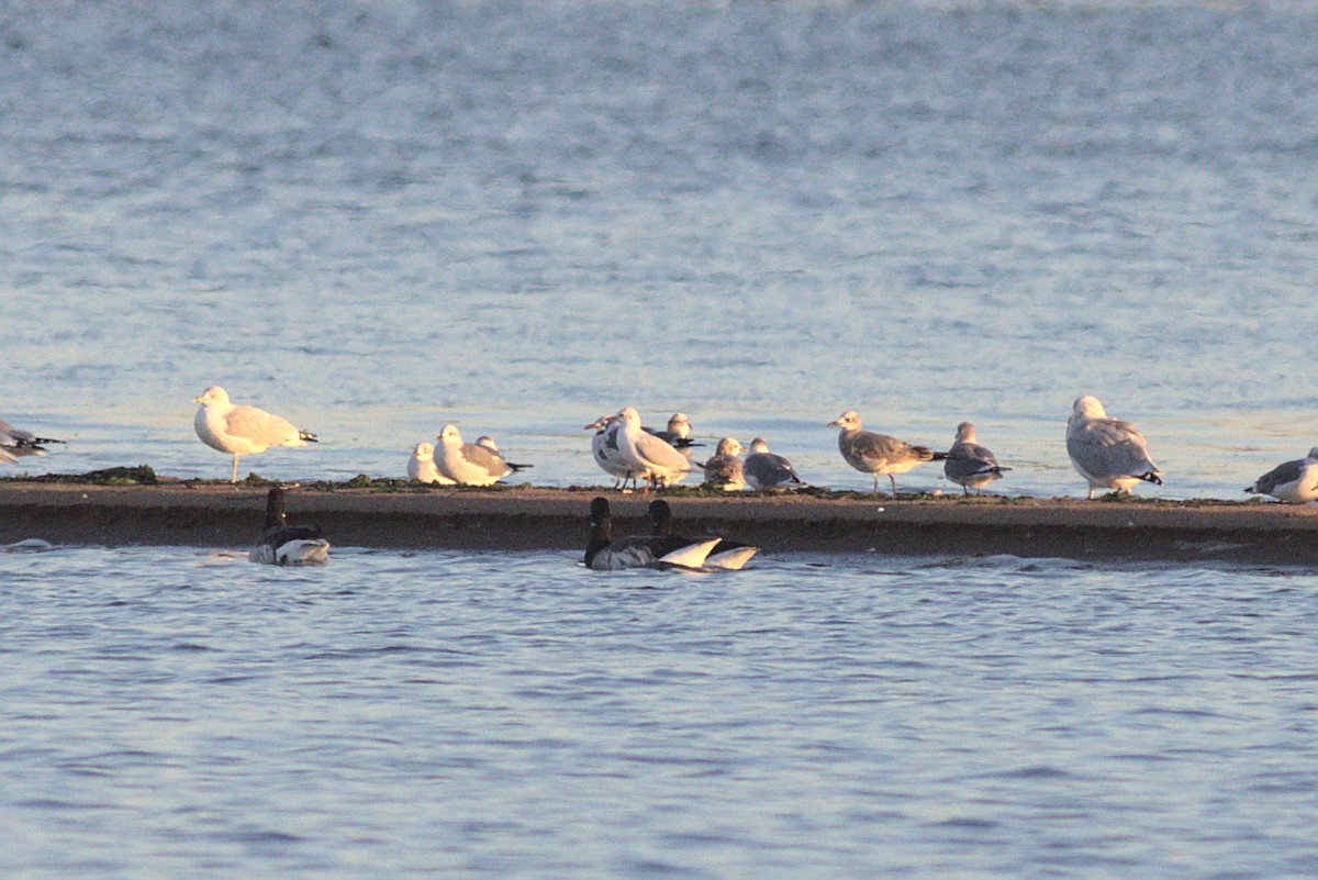 Black-headed Gull - Severin Uebbing