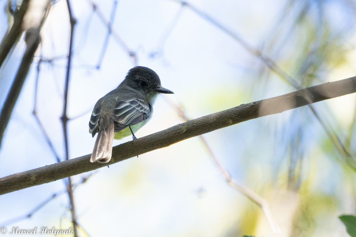 Stolid Flycatcher - ML495341011