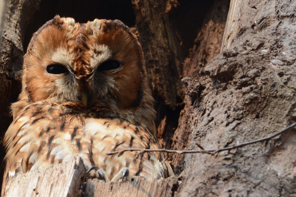 Tawny Owl - ML495341221