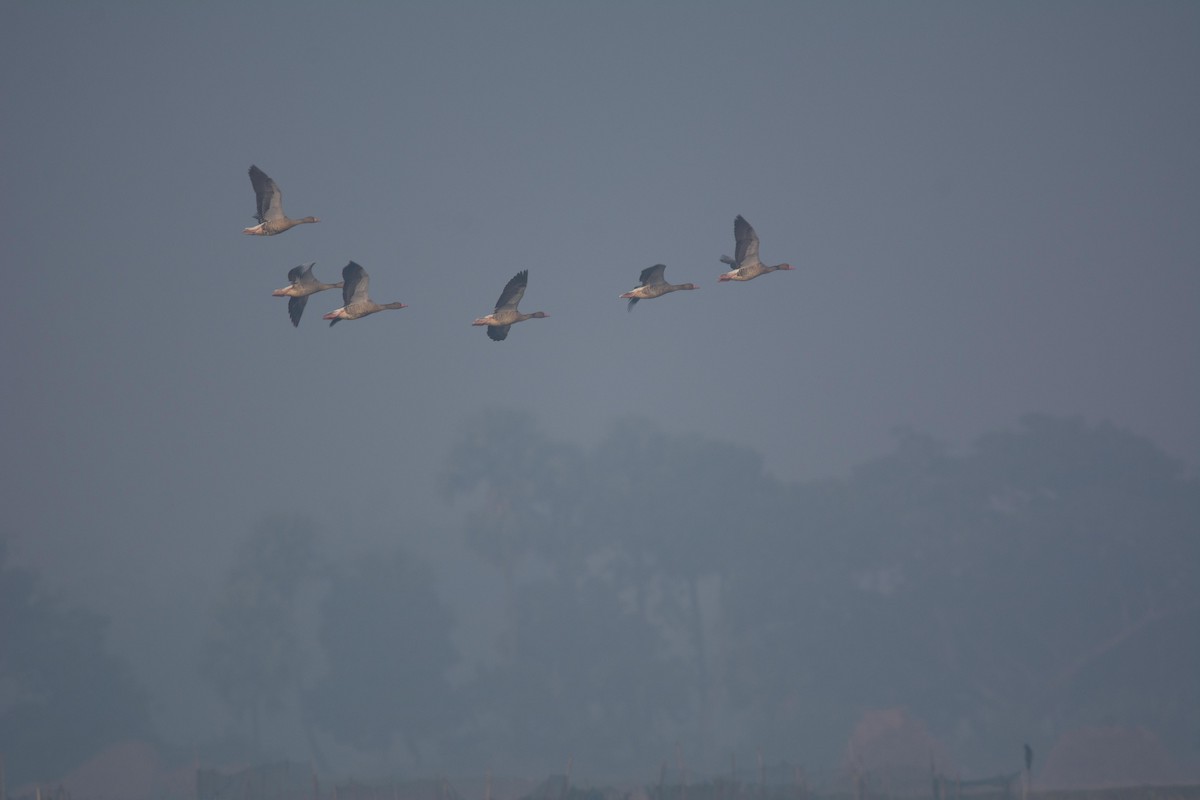 Graylag Goose - ML495341381