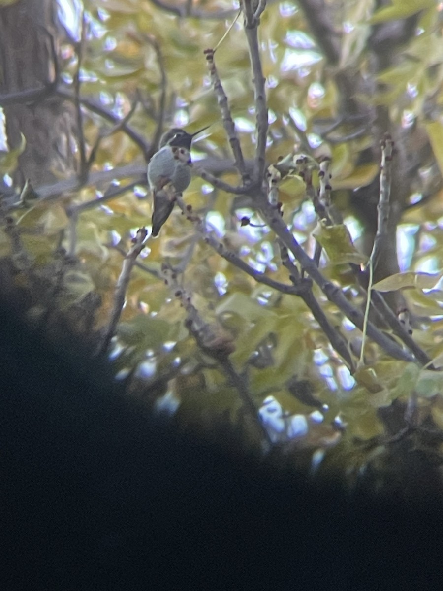 Annakolibri - ML495341471