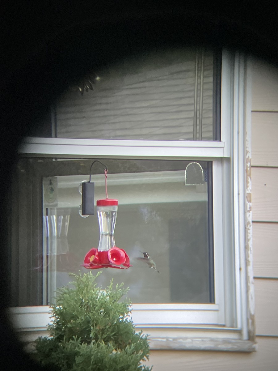 Annakolibri - ML495341481