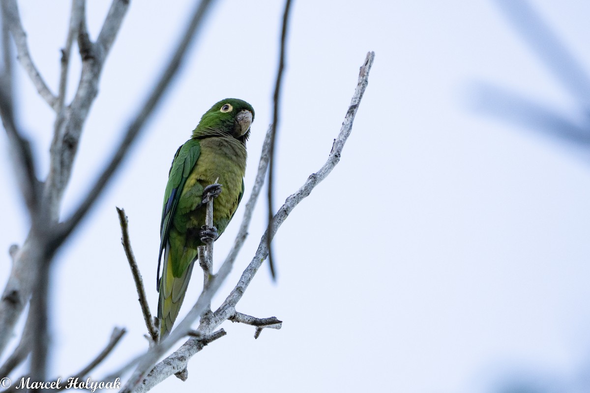 Olive-throated Parakeet - ML495341611