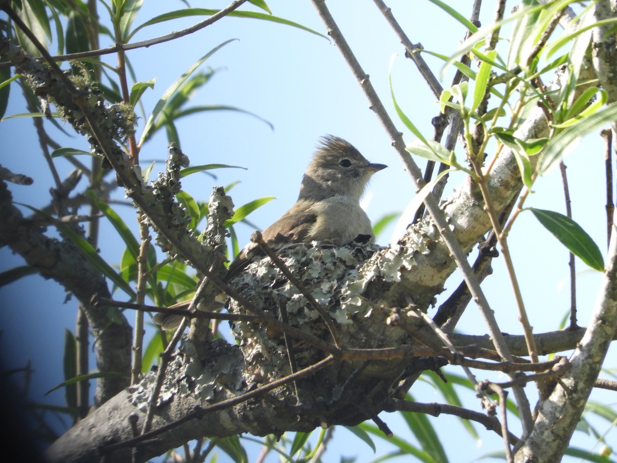 Yellow-bellied Elaenia - Silvia Enggist