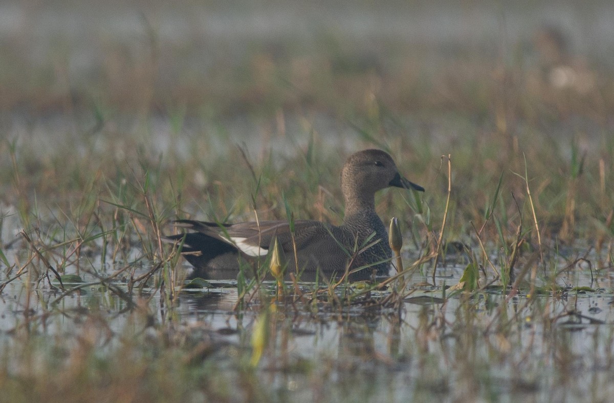 Gadwall - ML495341831