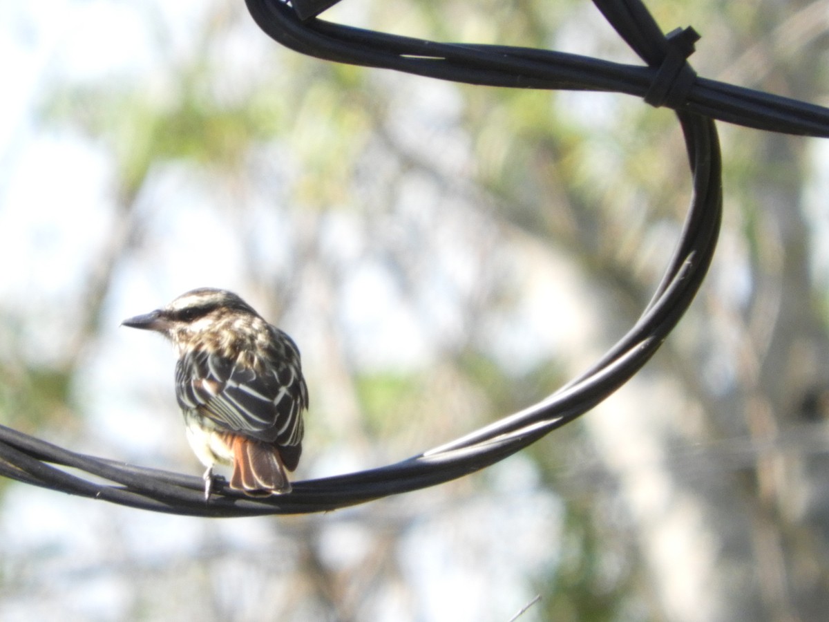 Streaked Flycatcher - Silvia Enggist