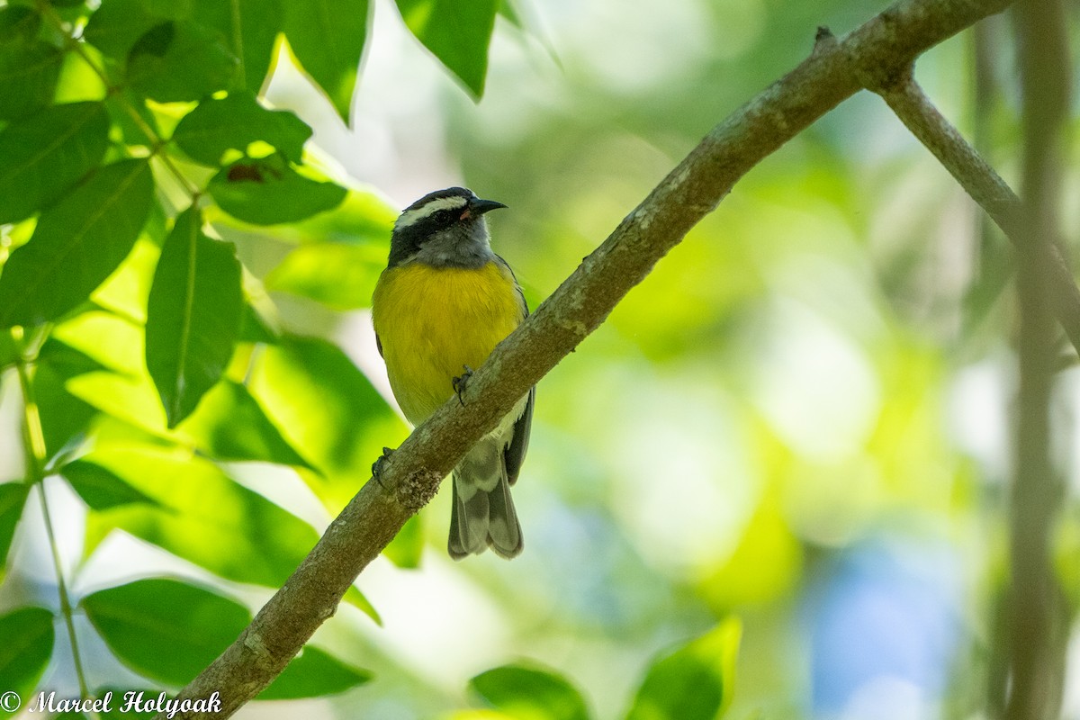 Bananaquit - ML495342221